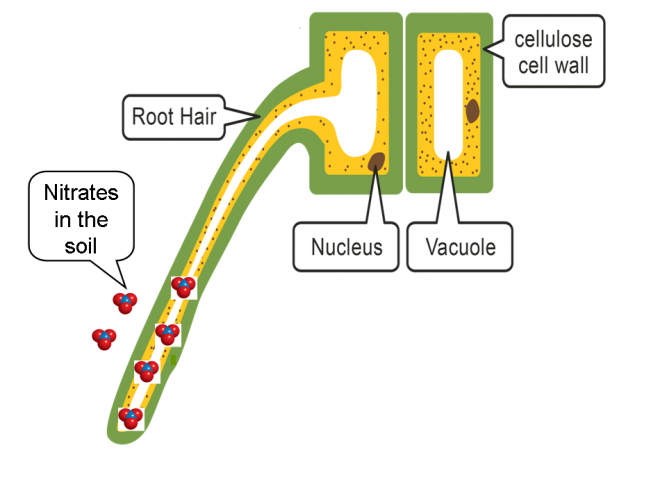 Explain How Cells Use Active Transport Worksheet EdPlace